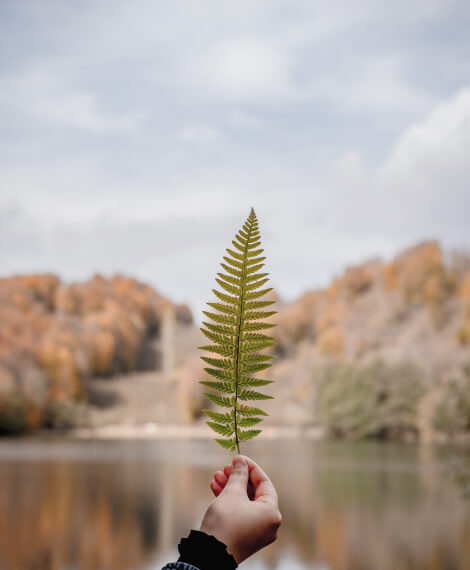 Leaf in front of the lake - comnection