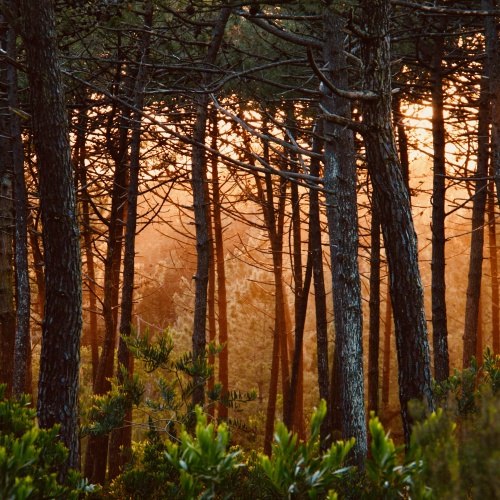 Sunset behind the trees